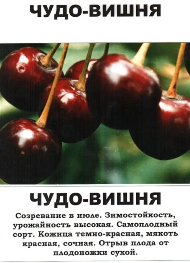 Характеристика и достоинства сорта вишни Подбельская
