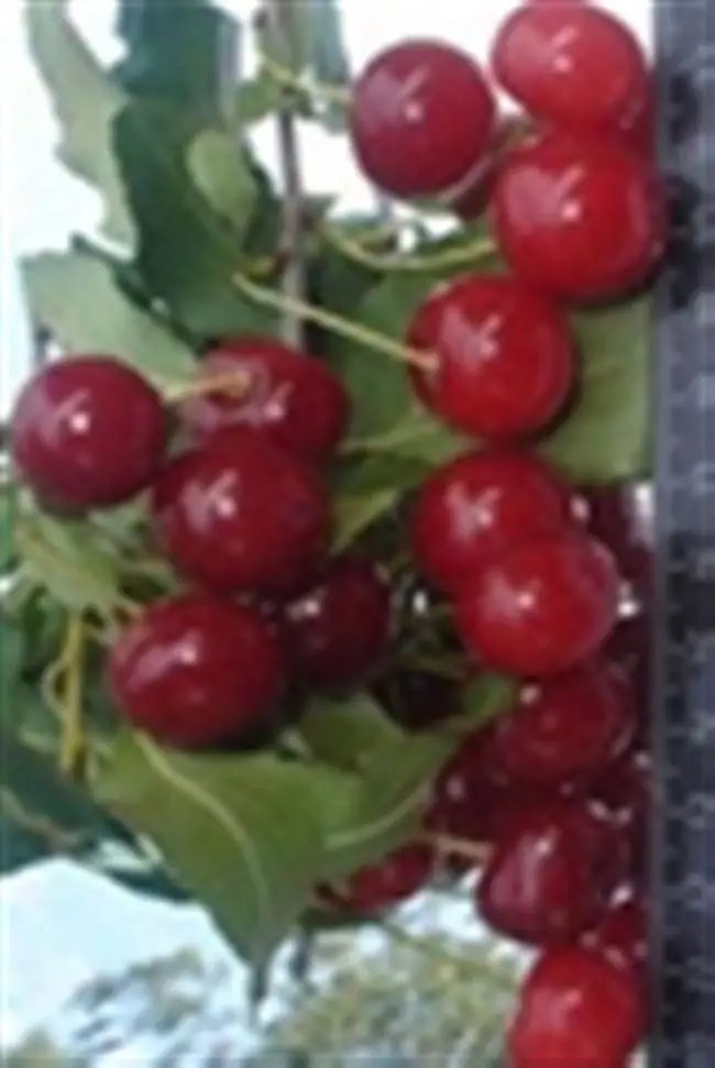 Отзывы о вишне сорта Уральская Рубиновая