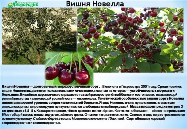 Описание и характеристики сорта вишни Шакировская, выращивание и уход