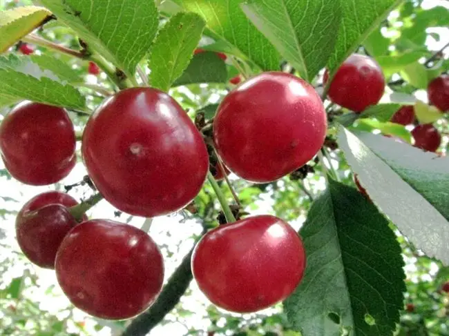 Сбор и хранение урожая вишни