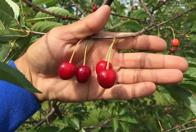 Видео: общие требования к посадке вишни