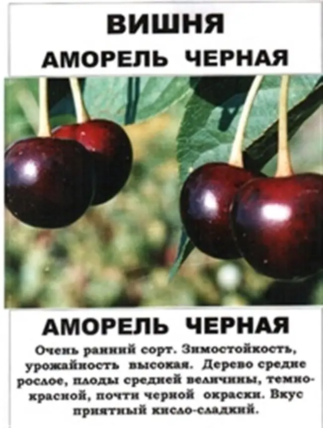 Вредители вишни