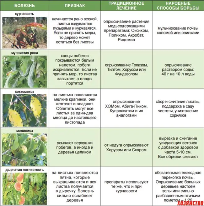 Таблица: вредители вишни и меры борьбы