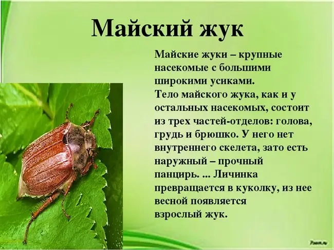 Как распознать присутствие майского жука?