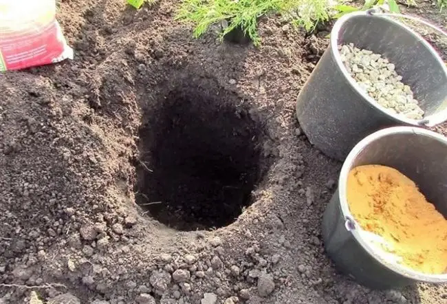 Почва и подготовка ямы для посадки
