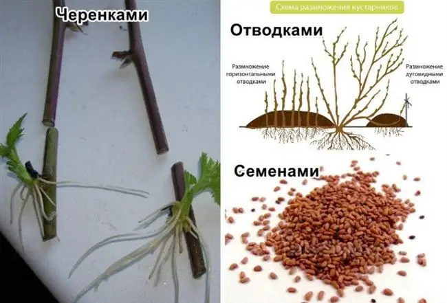 Размножение черенками