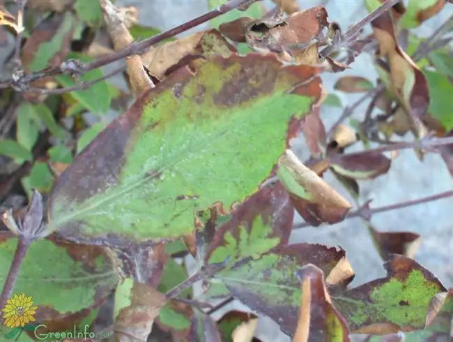 Рамуляриоз (лат. Ramularia betae Rostr.)