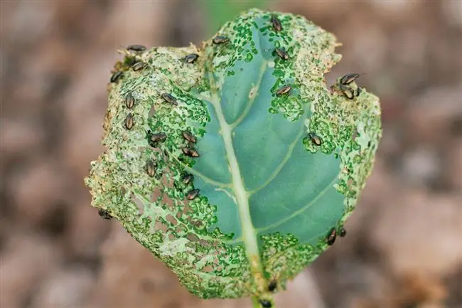 Нематоды (лат. Phyllotreta cruciferae)