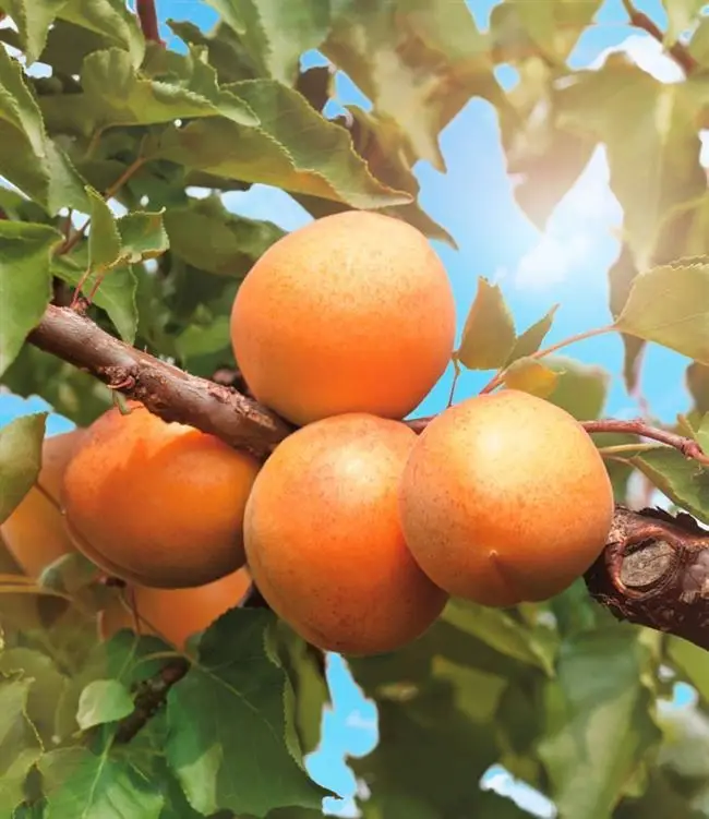 Описание сорта абрикосов Кичигинский, выращивание, посадка и уход