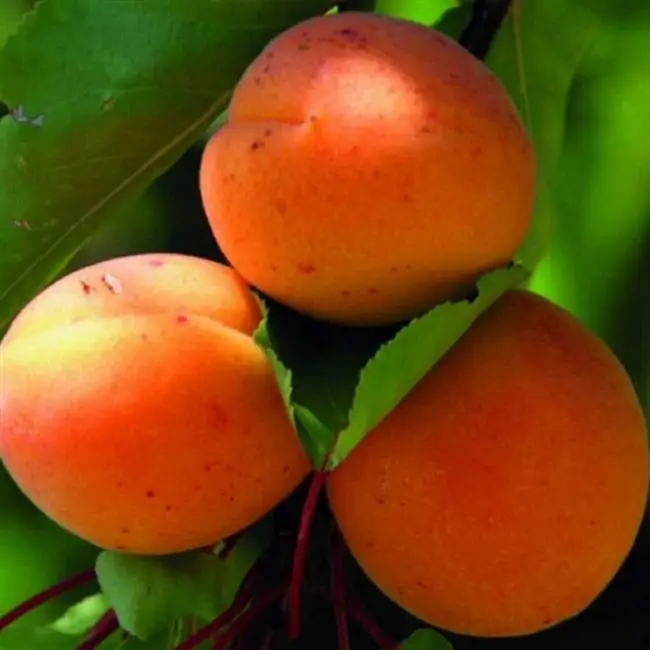 Абрикос костинский описание сорта. 22 лучших сортов абрикосов на любой вкус, с описанием и фото