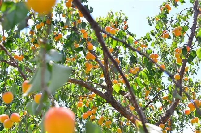 Абрикос ялтинец описание сорта. Сорта абрикоса для нетрадиционных районов