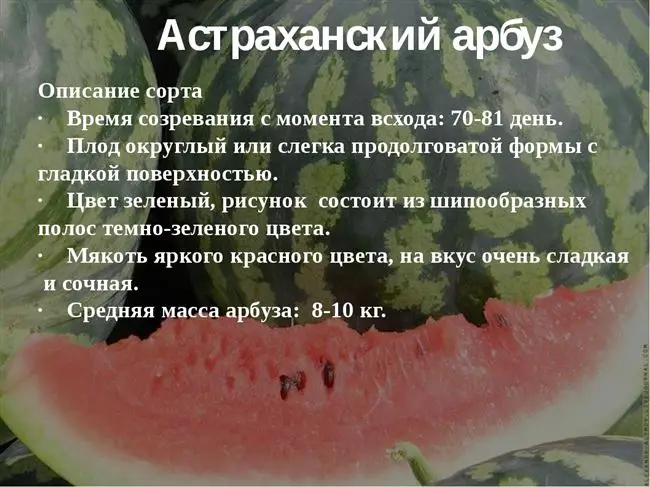 Характеристики Астраханского арбуза и правила выращивания