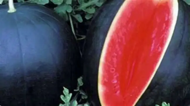Черный принц на грядке: выращивание арбуза, вредители и болезни