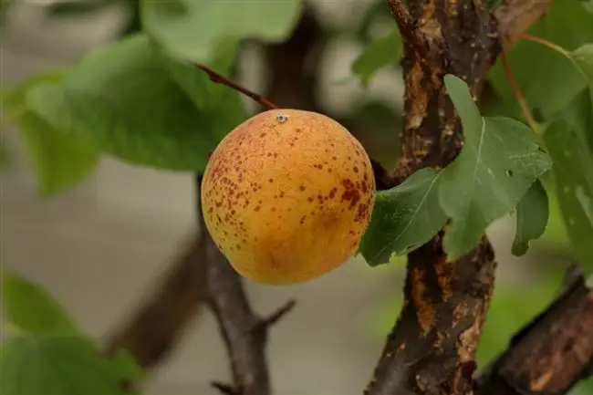 Болезни абрикоса: какие бывают, когда начинать лечение, как проводить обработку дерева