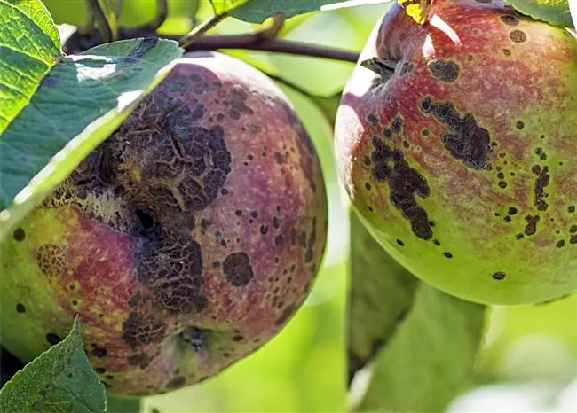 Парша на персике — Болезни персика и борьба с ними | Здоровье | Селдон Новости