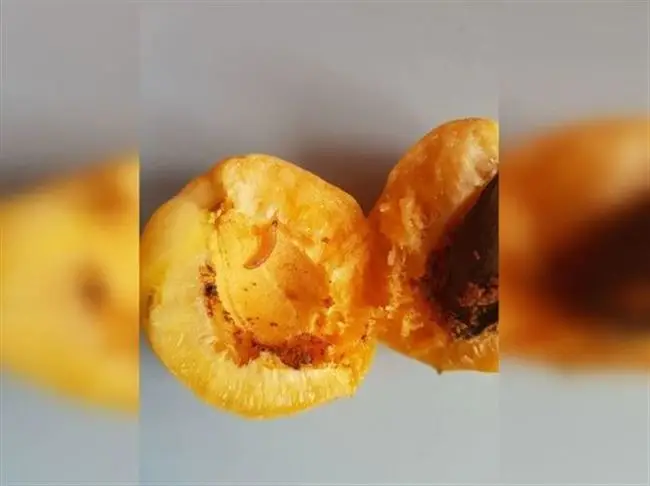 Плодожорка на абрикосе — Вредители абрикоса