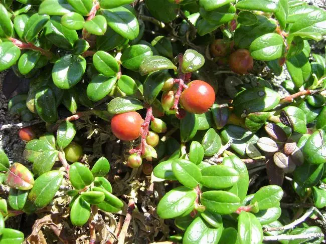 Пятнистость брусника — Брусника садовая посадка и уход, выращивание на садовом участке, сорта для подмосковья