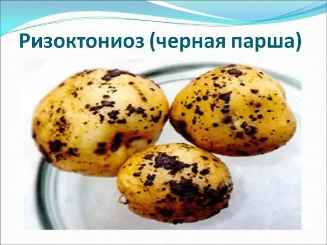 Ризоктониоз, или чёрная парша клубней | Болезни растений | «Сингента» в России
