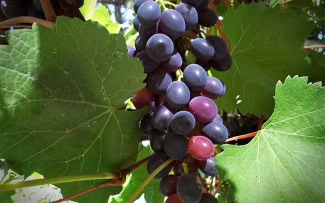 Сорт винограда Августа