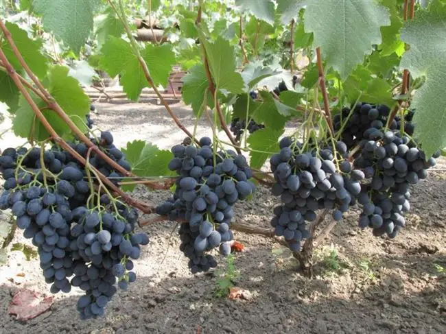 Виноград сорт Алый: описание и характеристика, выращивание и уход