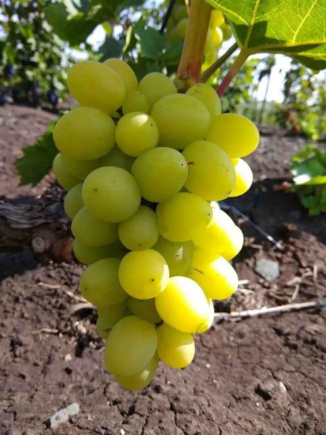 Белый ранний — сорт винограда