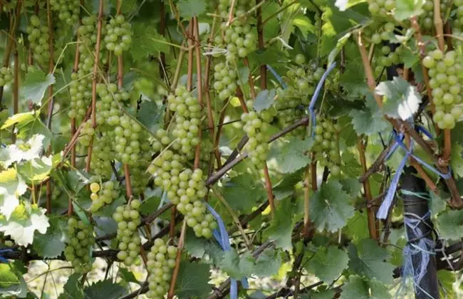 Виноград бианка описание сорта