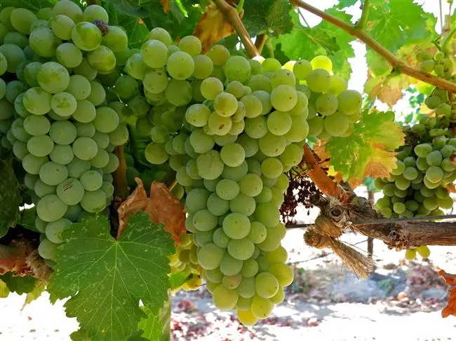 Вердельо (Verdelho) — Форум виноград