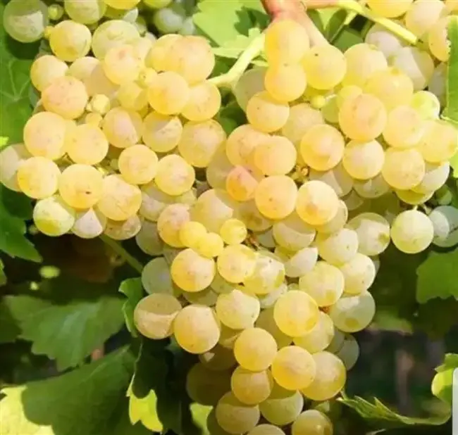 Сорт винограда «Виорика»: описание, характеристика, особенности выращивания 🚩 Сад и огород