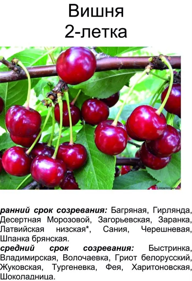 Характеристики и описание вишни сорта Гриот Московский, посадка и уход