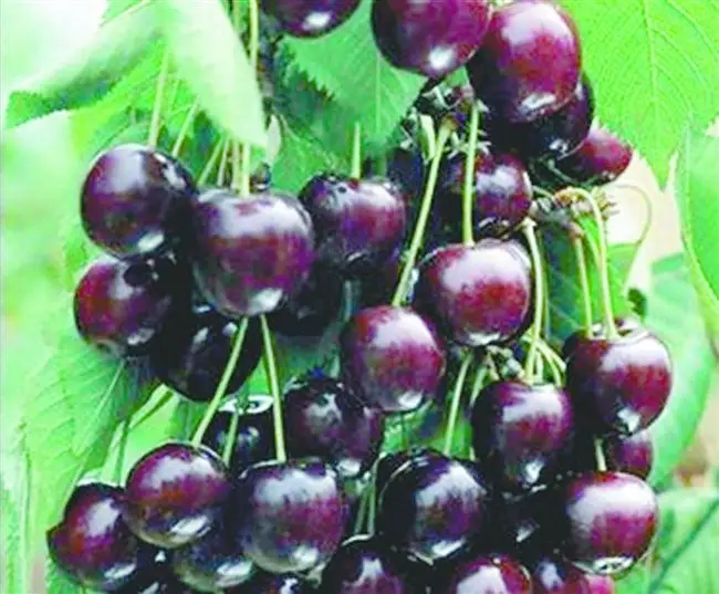 Сорт вишни Новелла: фото, отзывы, описание, характеристики.