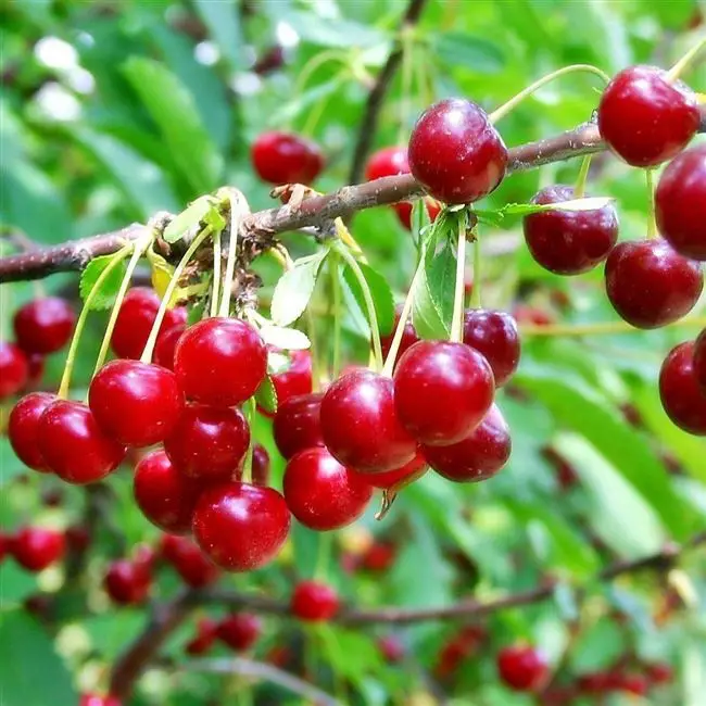 Щедрая — зимостойкий и урожайный сорт степной вишни