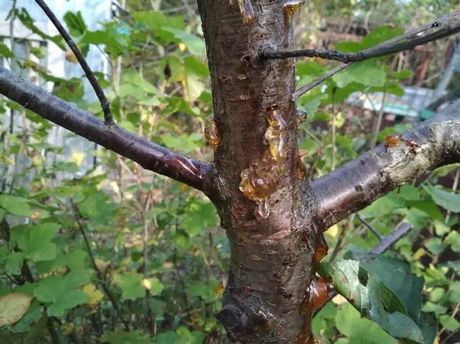Гоммоз вишня — Как лечить камедетечение у вишни