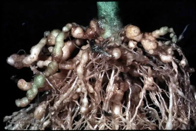 Нематода на гипсофиле — Гипсофила: выращивание из семян