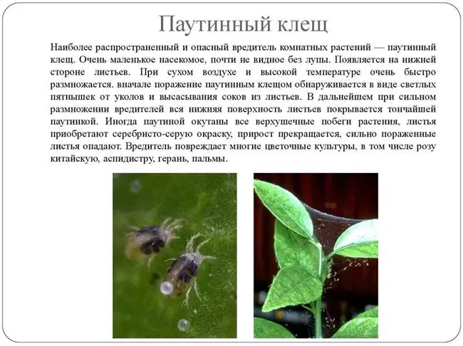 29 средств борьбы с паутинным клещом на комнатных растениях