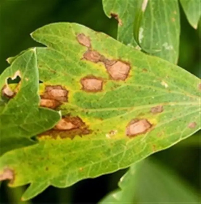Септориоз на сельдерее — Spetoria leaf spot of celery (Septoria apiicola) is a blight of celery, which is extremely susceptible to the disease during extended periods of leaf wetness. Septoria apiicola can attack any part of the plant above ground. As outer leaves and stalks turn dark and wither, the entire field may…
