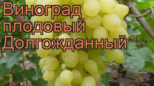 Виноград сорта Долгожданный — особенности сорта, выращивание
