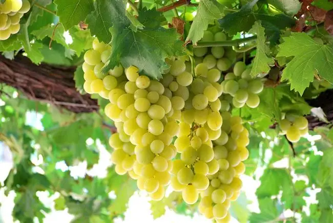 Сорт винограда Италия