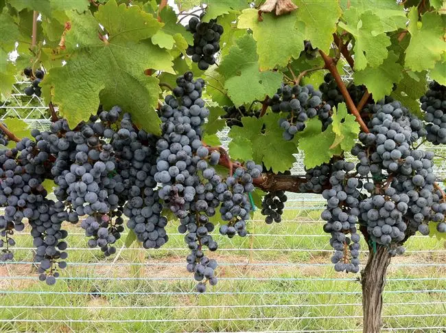Каберне Фран: все о сорте винограда