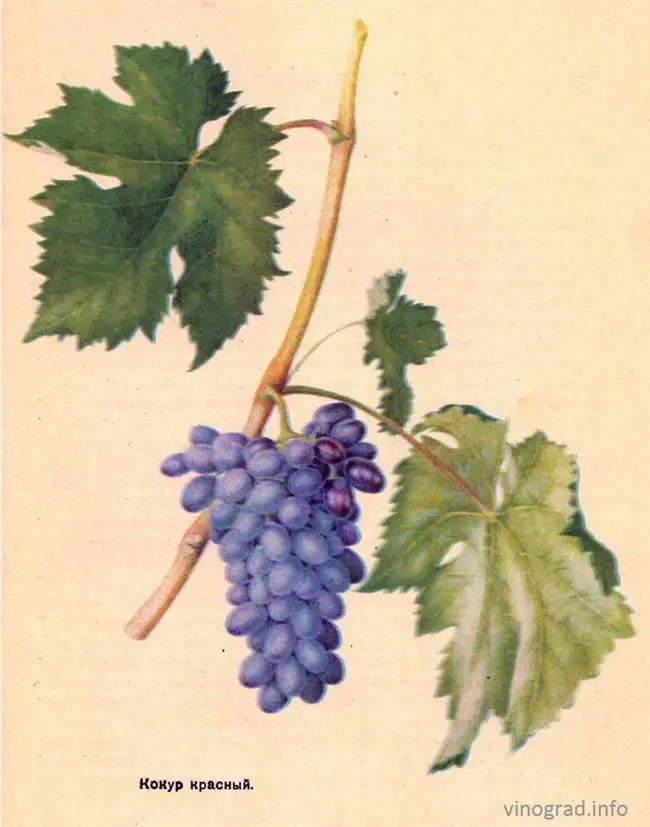 Кокур: крымский сорт винограда, его происхождение