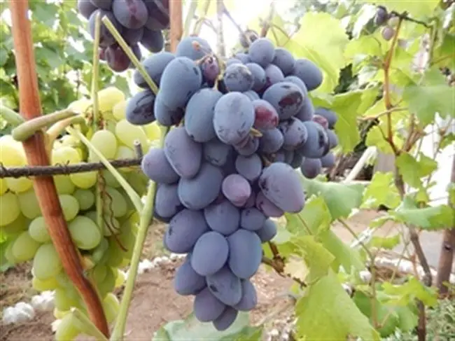 Кубанец — сорт винограда