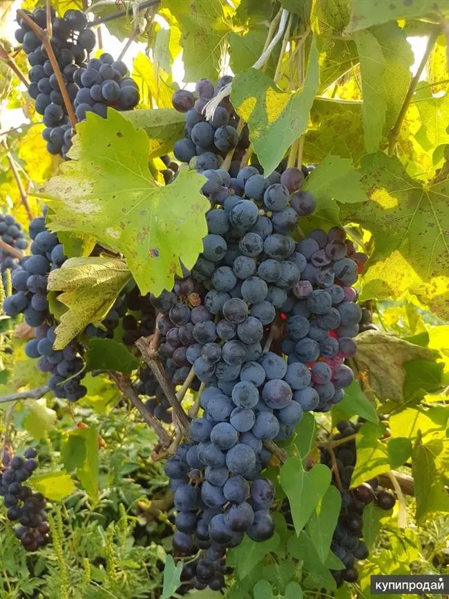 Виноград Левокумский устойчивый: описание сорта, фото, отзывы