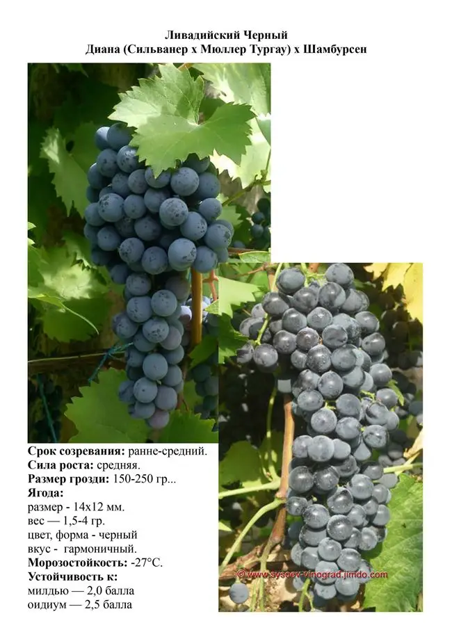 Виноград «Ливадийский черный»: характеристики сорта, его особенности, внешний вид и фото