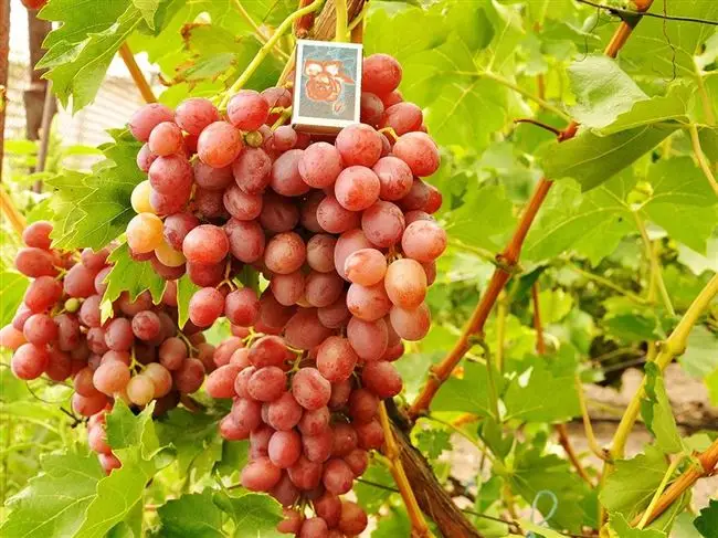 Виноград Ливия: описание сорта, фото, выращивание