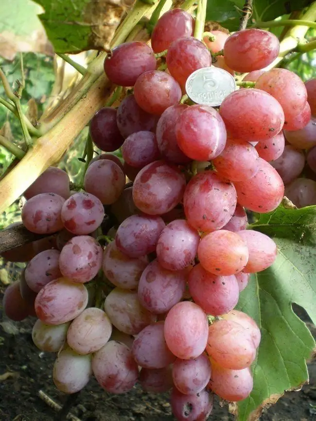 Обзор винограда Ливия