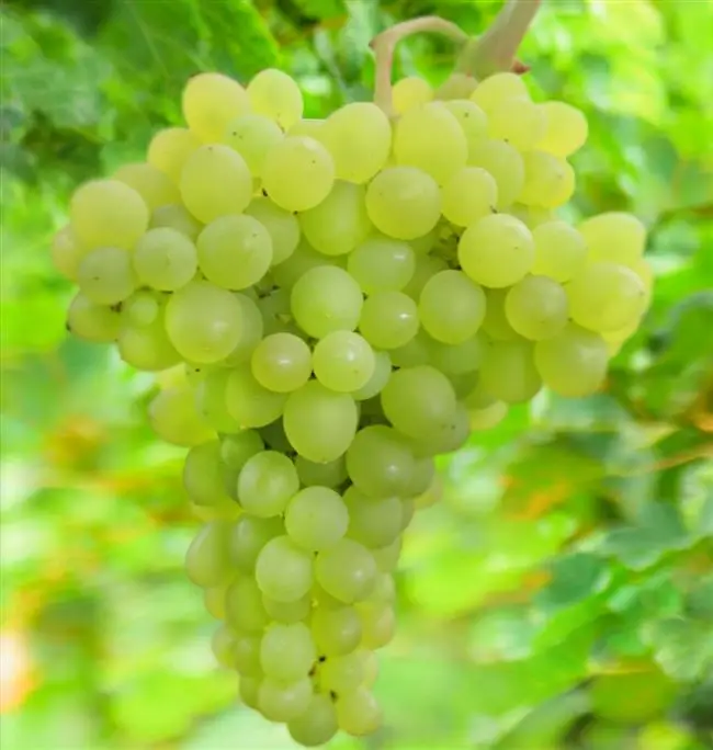 Донская красавица — виноград Ляна