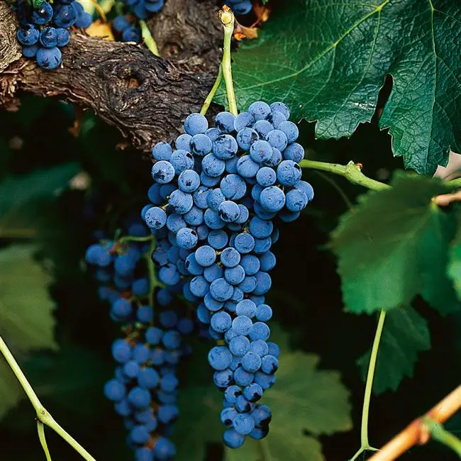 Виноград мерло описание сорта — Винные (технические) сорта винограда  — описания, характеристики