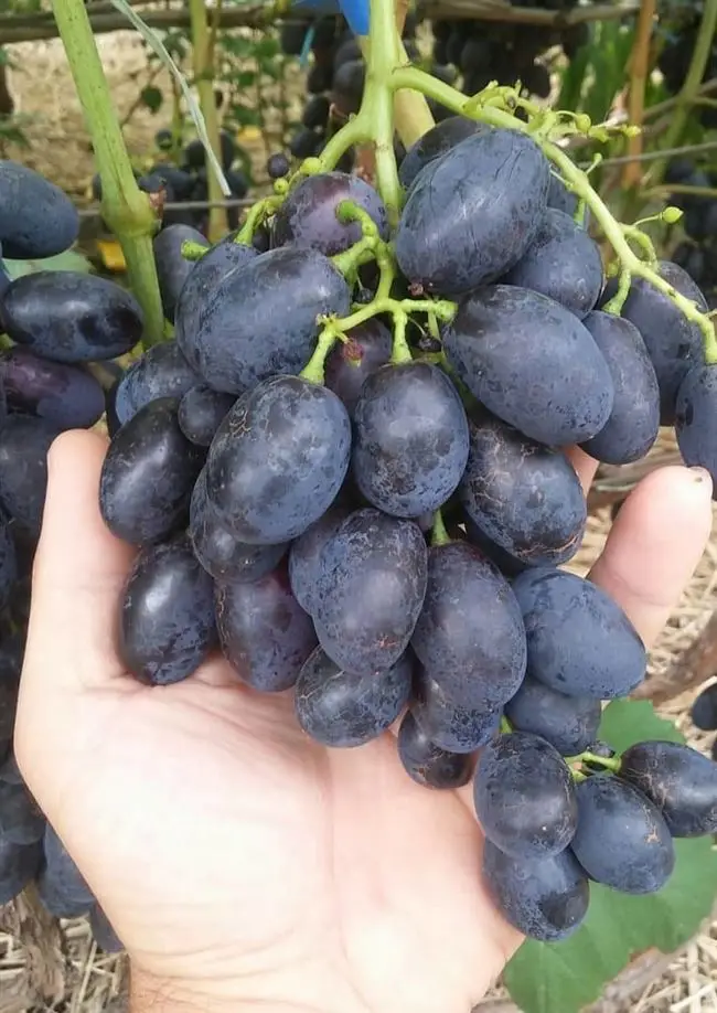 В этой статье вы найдете информацию о винограде Молдова, его болезнях и вредителях, описание сорта и характеристики растения и ягод, срок созревания, внешний вид на фото.