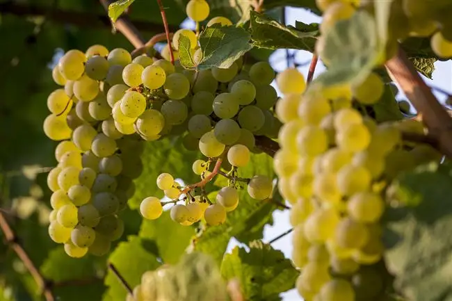 Характеристика Белого Московского винограда