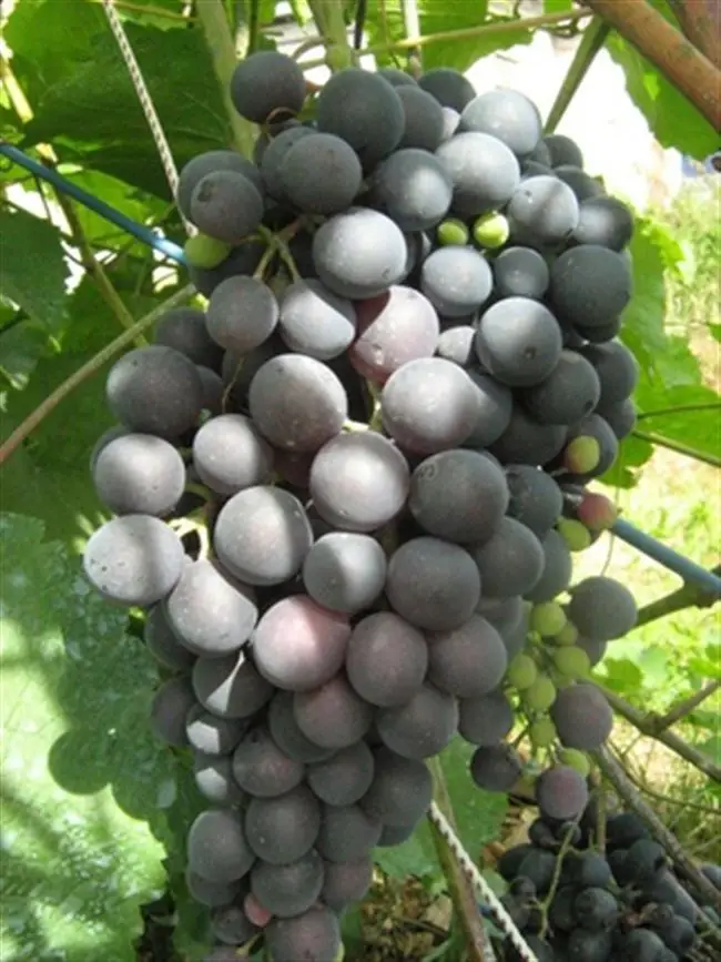 Виноград Муромец относится к категории комплексно устойчивых столовых сортов, характеризующихся ранним сроком созревания. Сбор урожая начинается с последней декады июля.