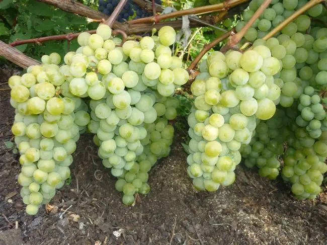 Сорт винограда Мускат белый: фото, отзывы, описание, характеристики.